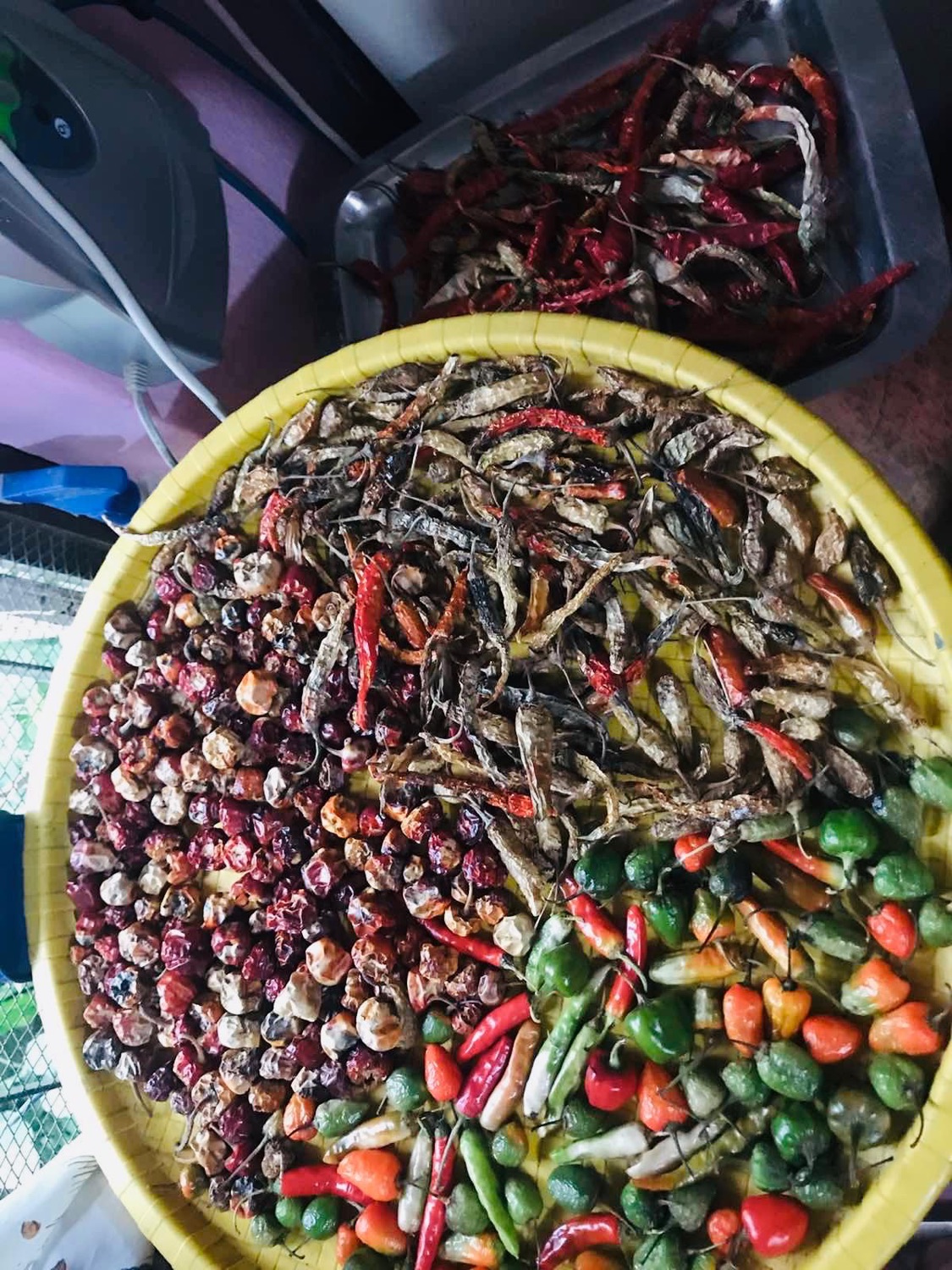 A tray of many chili varieties drying