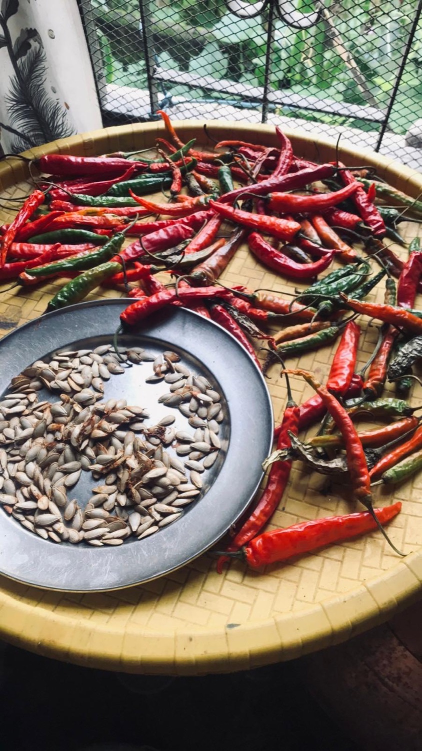 Chilies drying on a tray beside a plate of saved pumpkin seeds