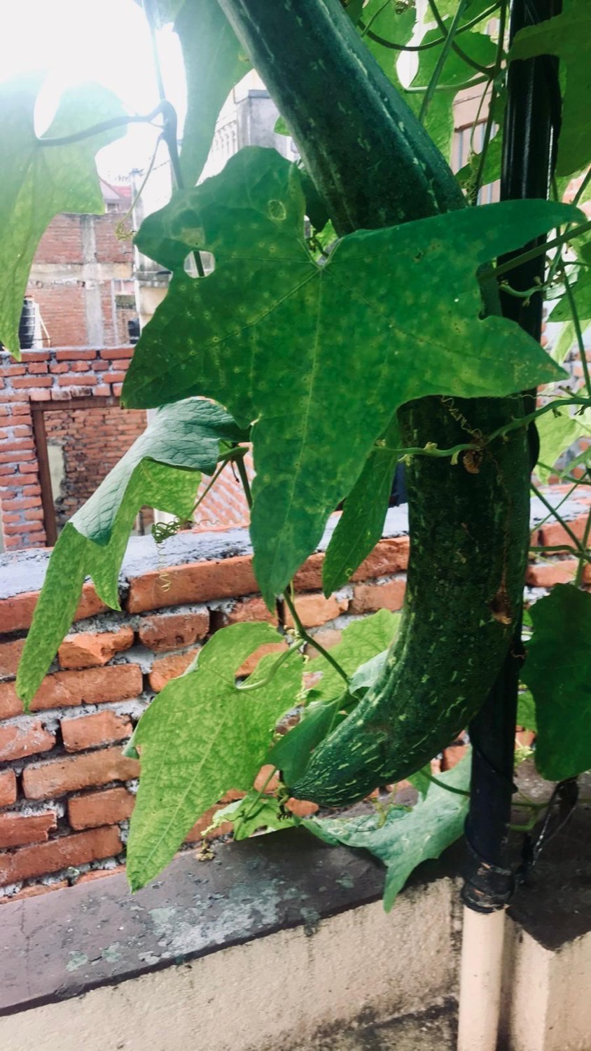 A long green gourd hanging from a rooftop vine against a brick wall